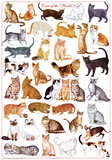 Cats of the World Educational Science Chart Poster Posters
