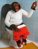 So What (Monkey on Toilet) Art Poster Print Posters