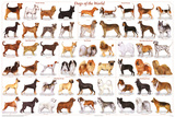 Dogs of the World Educational Science Chart Poster Pôsters