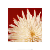 Chrysanthemums White on Dark Red Posters by Michael Banks