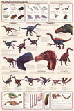 Feathered Dinosaurs Educational Science Chart Poster Fotografia