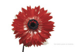 Bloom (The Earth Laughs in Flowers) Art Poster Print Posters
