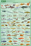 Fish Educational Science Educational Science Chart Poster Posters