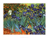 Irises, Saint-Remy, c.1889 Prints by Vincent van Gogh