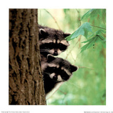 Baby Racoons Láminas por Jacob Tapochamer