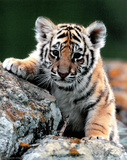 Tiger Cub Art Print Poster Photo