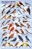 Backyard Birds Educational Science Chart Poster Pôsters