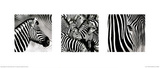 Zebras Triptych Plakater Zebras Triptych Plakater