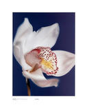 Orchid, Pure White on Reflex Blue Prints by Michael Banks