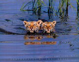 Cute Tiger Cubs Swimming in Lake Art Print Poster Prints