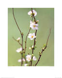 White Japonica Plakater af Natalie Lane White Japonica Plakater af Natalie Lane