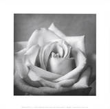 White Rose (Photo) Posters