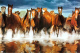 Horses Galloping Art Print Poster Posters