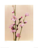 Peach Blossom Kunstdrucke von Natalie Lane