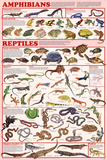 Amphibians and Reptiles Educational Science Chart Poster Print