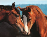 Horses (Tenderness) Art Poster Print Prints