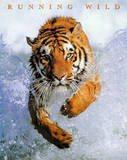 Running Wild (Tiger in Water) Art Poster Print Print