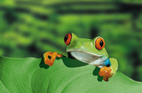 Red Eyed Tree Frog (Peeking Over Leaf) Art Poster Print Photo