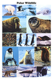 Polar Wildlife Educational Science Chart Poster Posters