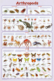 Arthropods Insects Educational Science Chart Poster Prints