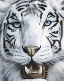 White Tiger (Tigre Blanco) Art Poster Print Prints