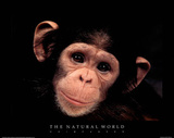 Chimp The Natural World Art Print Poster Print