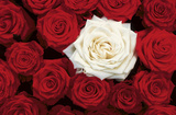 Bed of Roses (Red & White) Art Poster Print Pôsters