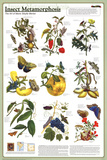 Insect Metamorphosis Educational Science Chart Poster Pôsters