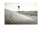 Palm Tree Mauritania Posters by Raymond Depardon