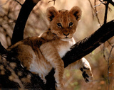 Lion Cub Art Print Poster Posters