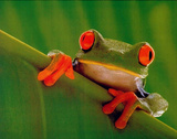 REALLY COOL Red Eyed Frog Art Print Poster Prints