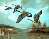 Wildlife Canada Geese on Lake Art Print POSTER Canadian Prints