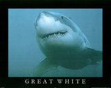 Great White Shark in Ocean Close Up Art Print POSTER Photo