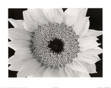 Sunflower (B&W Close-Up) Art Poster Print Prints