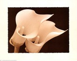 Sepia Two Lilies Art Print Poster Posters