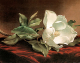 Martin Heade White Magnolia Grandiflora Art Print Poster Prints