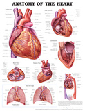 Anatomy of the Heart Anatomical Chart Poster Print Photo