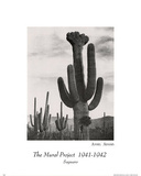 Ansel Adams (Saguaro Cactus) Art Print Poster Photo
