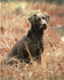 Black Labrador (Dog in Field) Art Poster Print Posters