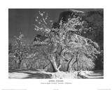 Ansel Adams Snow in Apple Orchard Yosemite California Art Print Poster Print