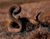 Rattlesnake (Ready to Strike) Art Poster Print Posters