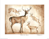 Whitetail Deer Studies sketches Art Print Poster Poster
