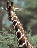 Giraffe (Animal) Photo Print Poster Prints