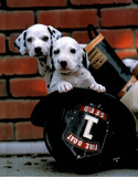 Ron Kimball Firefighting Pups Art Print Poster Print