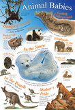 Laminated Animal Babies Educational Chart Poster Print Fotografia