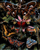 Dan McManis Butterflies Art Print POSTER Caterpillar Photo