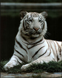 Ron Kimball Animal White Tiger Art Print POSTER HUNGRY Prints