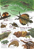 Laminated Scales and Tails Animal Educational Chart Poster Print Posters