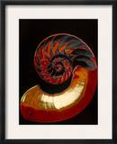 Nautilus Impressão fotográfica emoldurada por Eduard Ritter Von Engerth Nautilus Impressão fotográfica emoldurada por Eduard Ritter Von Engerth