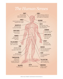 The Human Senses Posters by Stephen Wildish